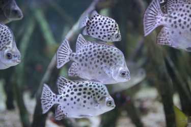 wycieczka fakultatywna zagraniczna